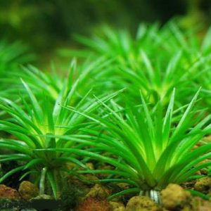 Eriocaulon parviflorum
