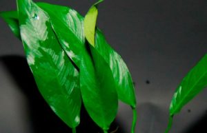 Anubias lanceolata