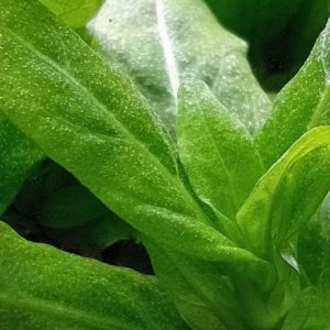 Staurogyne repens