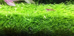 Utricularia graminifolia