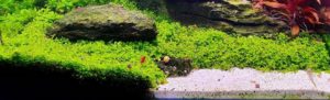 Micranthemum Monte Carlo