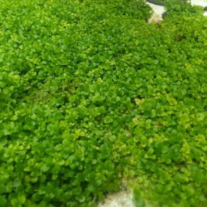 Micranthemum Monte Carlo