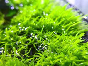 Utricularia graminifolia