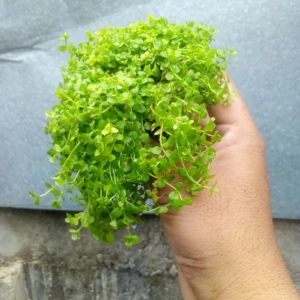 Micranthemum Monte Carlo