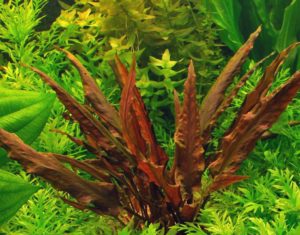 Cryptocoryne lanceolata