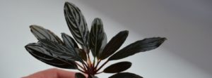 Bucephalandra dark achilles