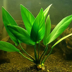 Anubias lanceolata