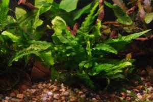 Undulata