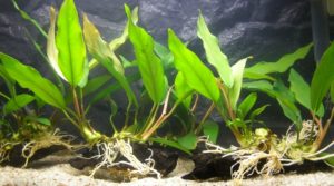 Anubias lanceolata