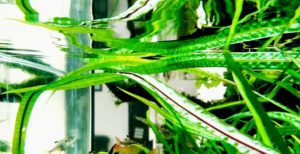 Cryptocoryne balansae