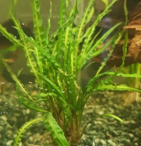 Cryptocoryne balansae