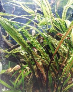 Cryptocoryne balansae