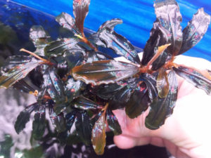 Bucephalandra sp. pandora queen