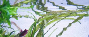 Cryptocoryne balansae