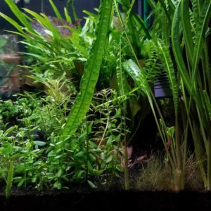 Cryptocoryne balansae