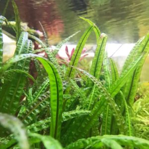 Cryptocoryne balansae
