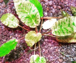 Cryptocoryne nurii