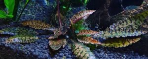 Cryptocoryne nurii