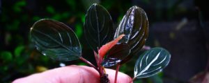 Bucephalandra dark achilles