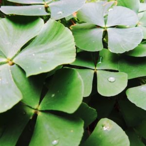 Marsilea quadrifolia