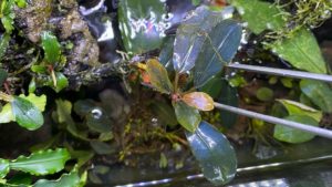 Bucephalandra sp. pandora queen