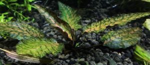 Cryptocoryne nurii