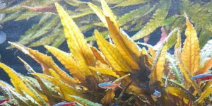 Cryptocoryne Wendtii