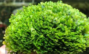 Riccardia Chamedryfolia