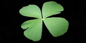 Marsilea quadrifolia