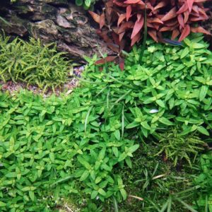 Staurogyne repens