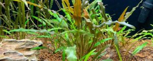 Cryptocoryne Wendtii