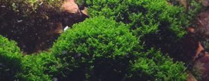 Riccardia Chamedryfolia