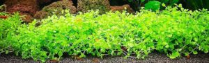 Micranthemum Monte Carlo