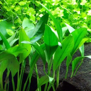 Anubias barteri var. Angustifolia