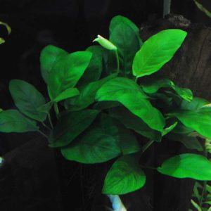 Anubias barteri var. Barteri