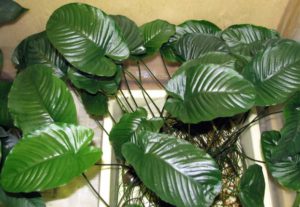 Anubias barteri var. Caladiifolia