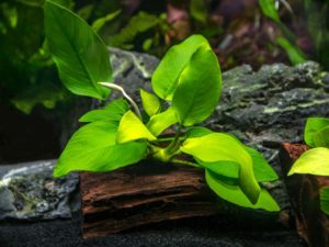 Anubias barteri var. Nana