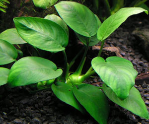 Anubias barteri var. glabra