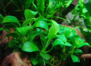 Anubias barteri var. nana Bonsai