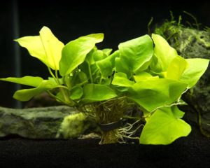 Anubias barteri var. nana Golden