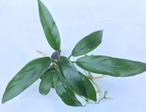 Anubias barteri var. Glabra