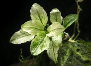 Anubias barteri Variegated