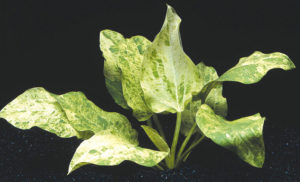 Echinodorus cordifolius Tropica Marble Queen