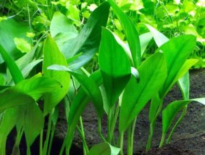 Anubias barteri var. Angustifolia