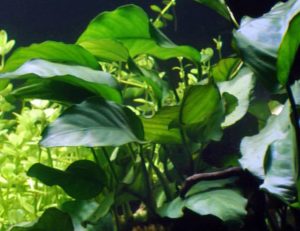 Anubias barteri var. Barteri