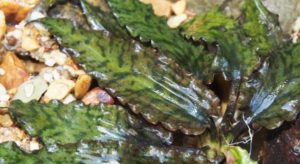 Cryptocoryne auriculata