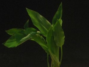 Cryptocoryne Wendtii var. "latifolia"