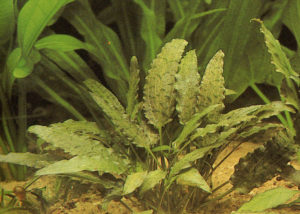 Cryptocoryne Wendtii var. Rubella
