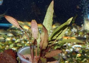 Cryptocoryne Wendtii var. Nana