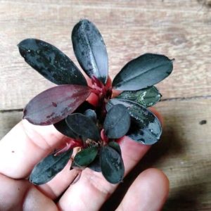 Bucephalandra sp. pandora queen